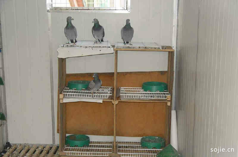 自建平房简单鸽子棚标准设计图 4款农村穷人小型简单鸽子棚建设平面图