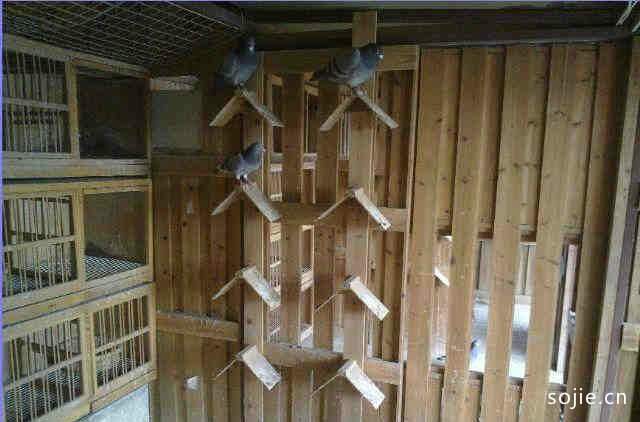 自建平房简单鸽子棚标准设计图 4款农村穷人小型简单鸽子棚建设平面图